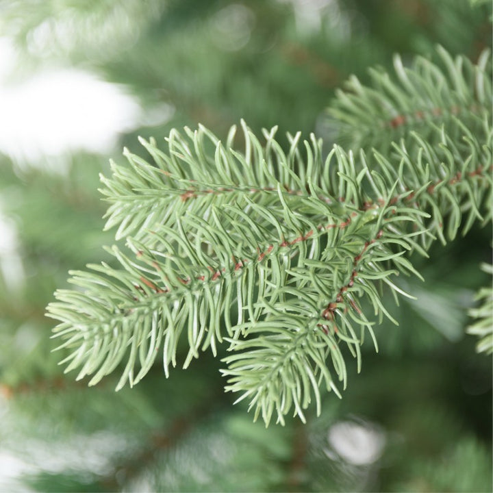 Albero di Natale 270 cm Barnaby | Xone