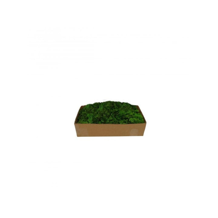 Muschio Lichene Verde Gr 500