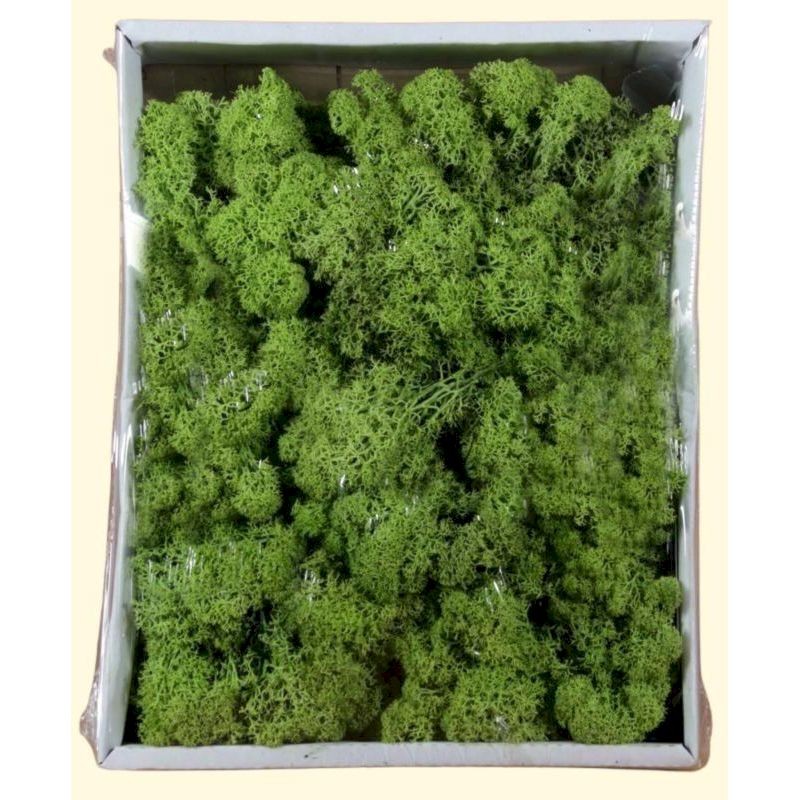Muschio lichene verde sc. 400 gr.