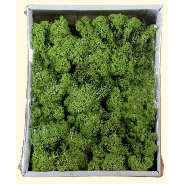 Muschio lichene verde sc. 400 gr.