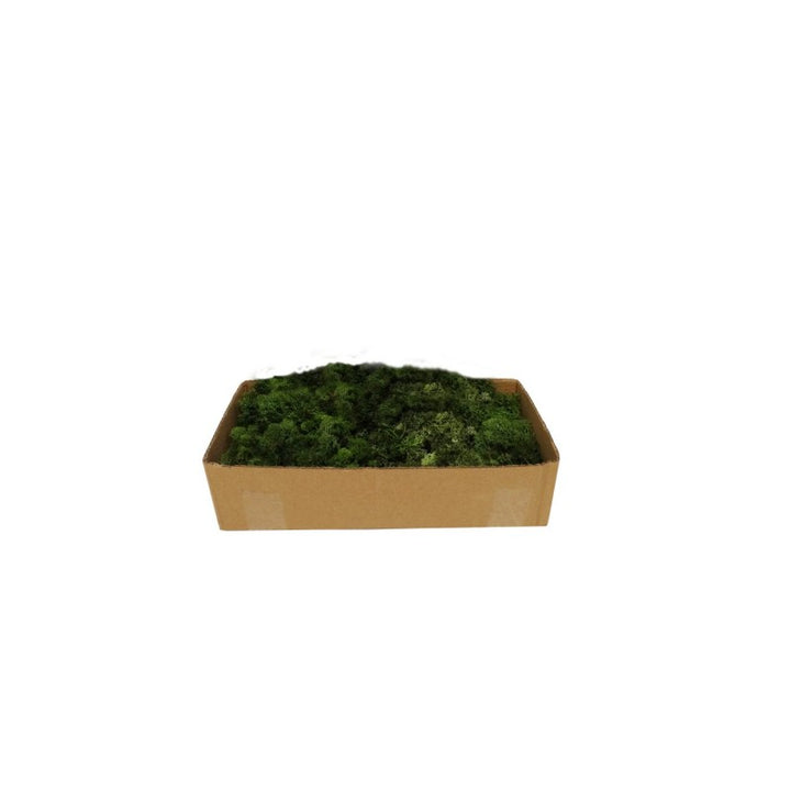 Muschio Lichene Verde Scuro Gr 500