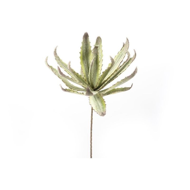 Ramo Grande Agave Maculata