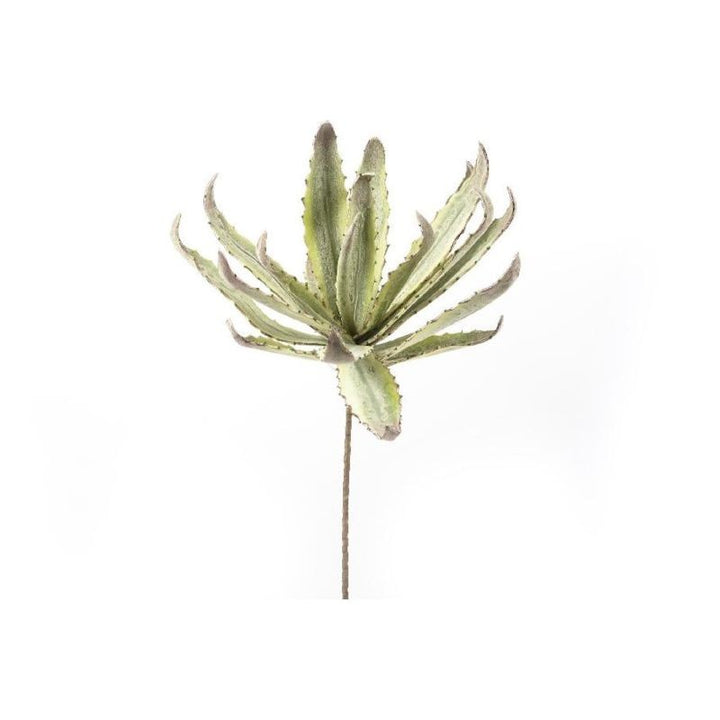 Ramo Grande Agave Maculata